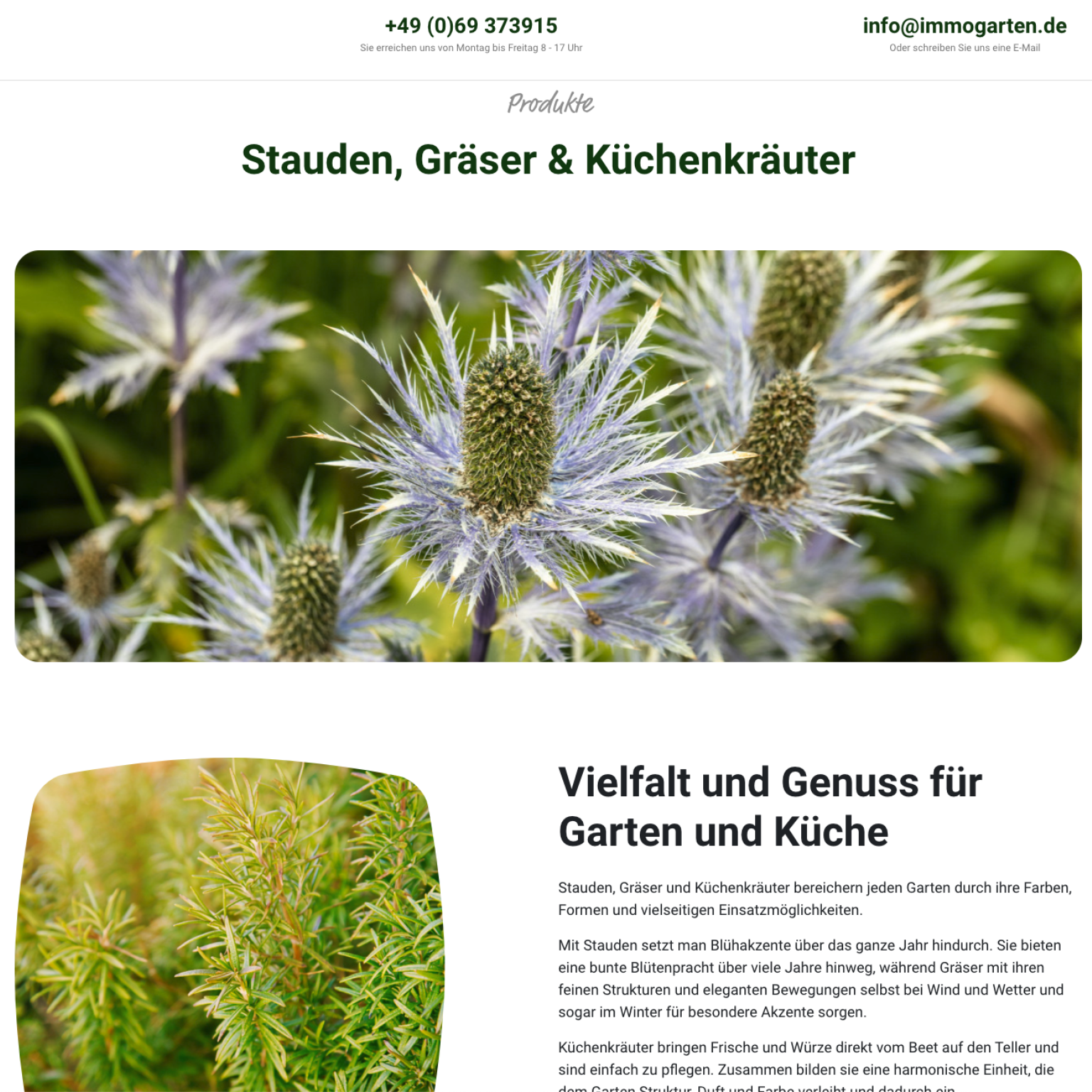 Produktseite von ImmoGarten zu Stauden, Gräsern und Küchenkräutern – Infos zu Blühpflanzen, Kräutern und Pflanzideen für den Garten.