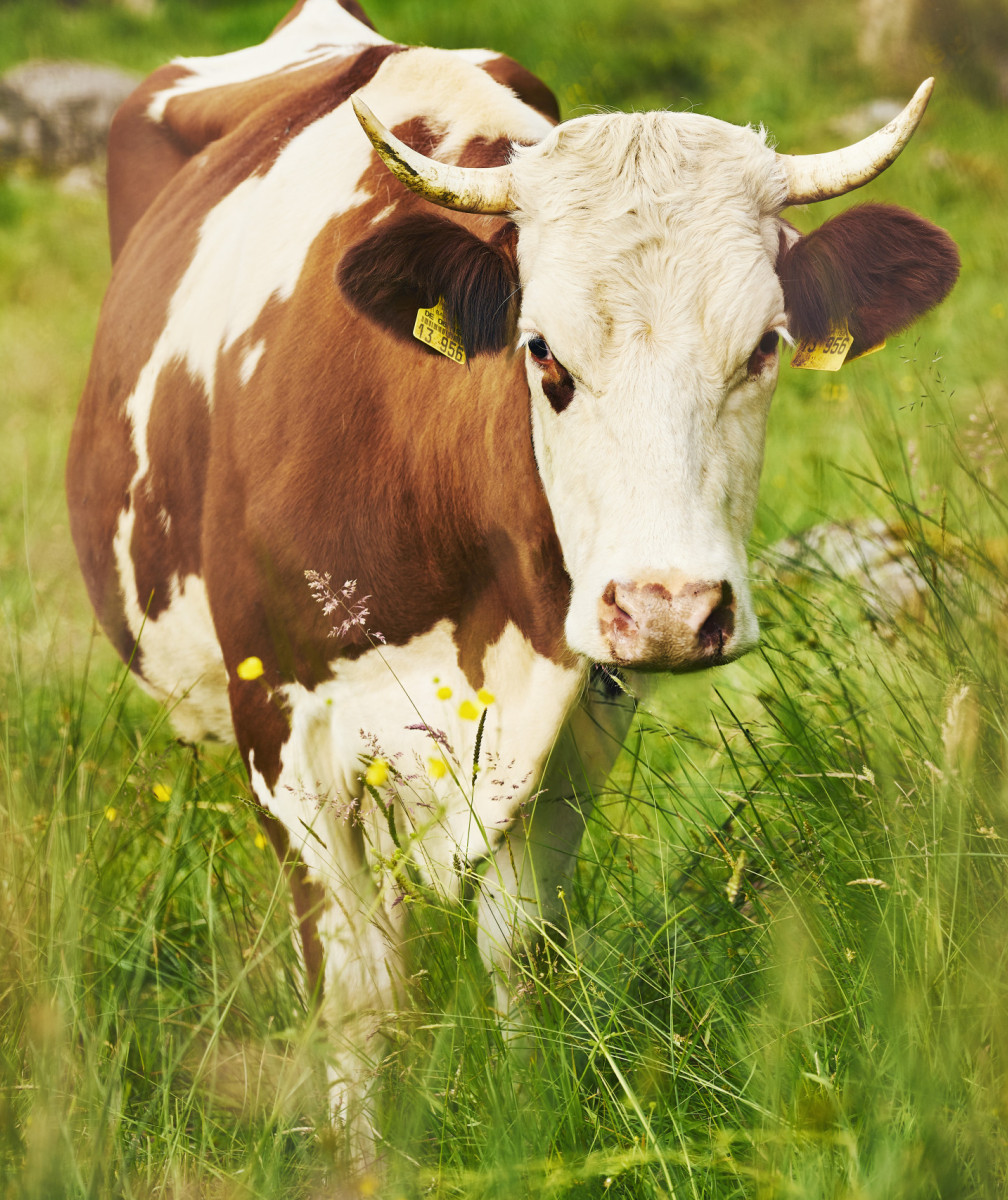Kuh auf einer Wiese