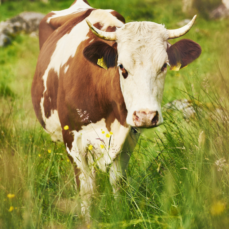 Kuh auf einer Wiese